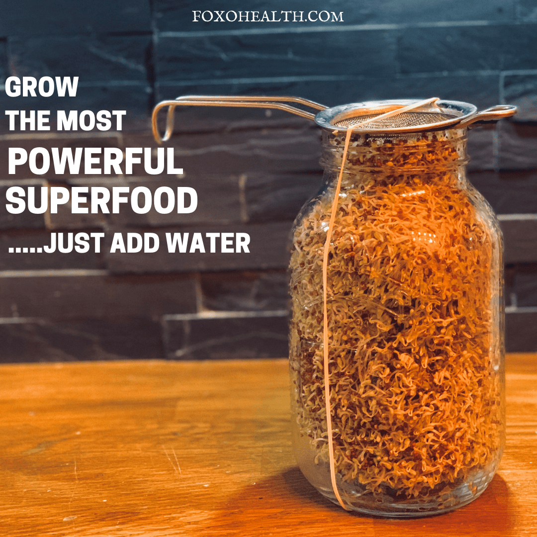 GROW BROCCOLI SPROUTS AT HOME